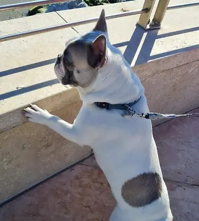 شقة Valant Id I00070 بليد