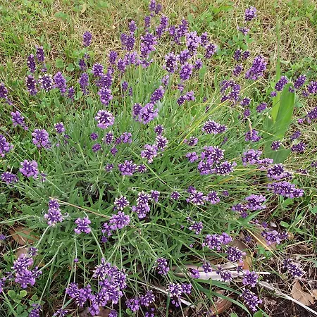 Valant Id I00070 Bled