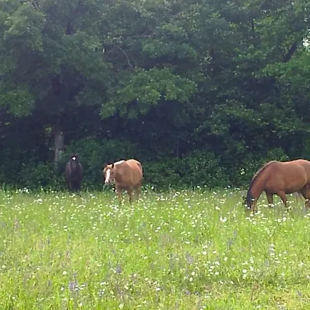 Valant Id I00070 * بليد