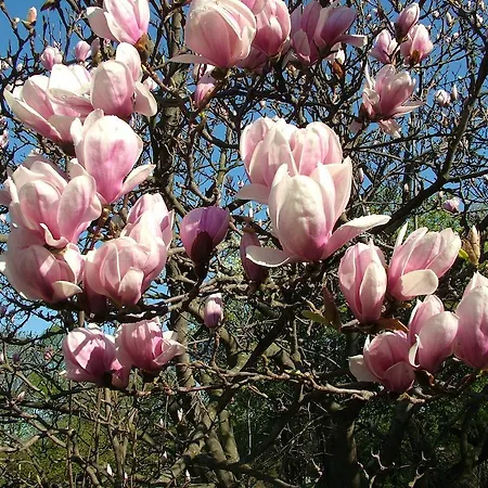 Apartma Valant Id I00070 *