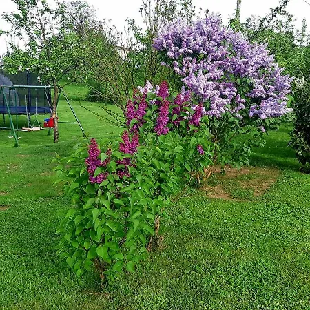 Valant Id I00070 * بليد