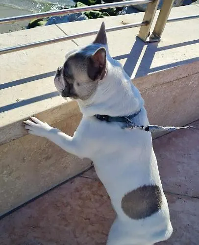 公寓 Valant Id I00070 布莱德