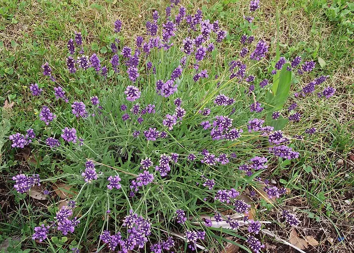 Valant Id I00070 布莱德