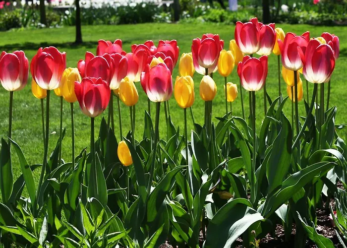 Valant Id I00070 * 布莱德