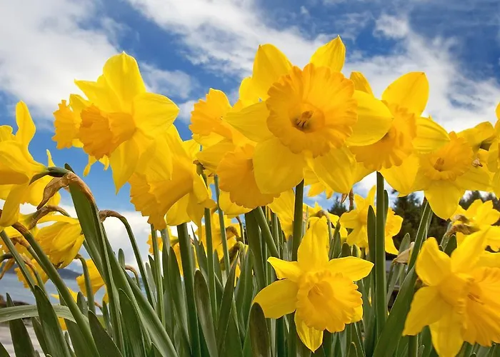 公寓 Valant Id I00070